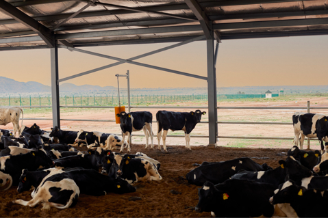 Developing a sustainable dairy sector in Nigeria