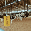 Small Calf Management