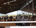 Arla Dairy Development Newsletter - Issue #6