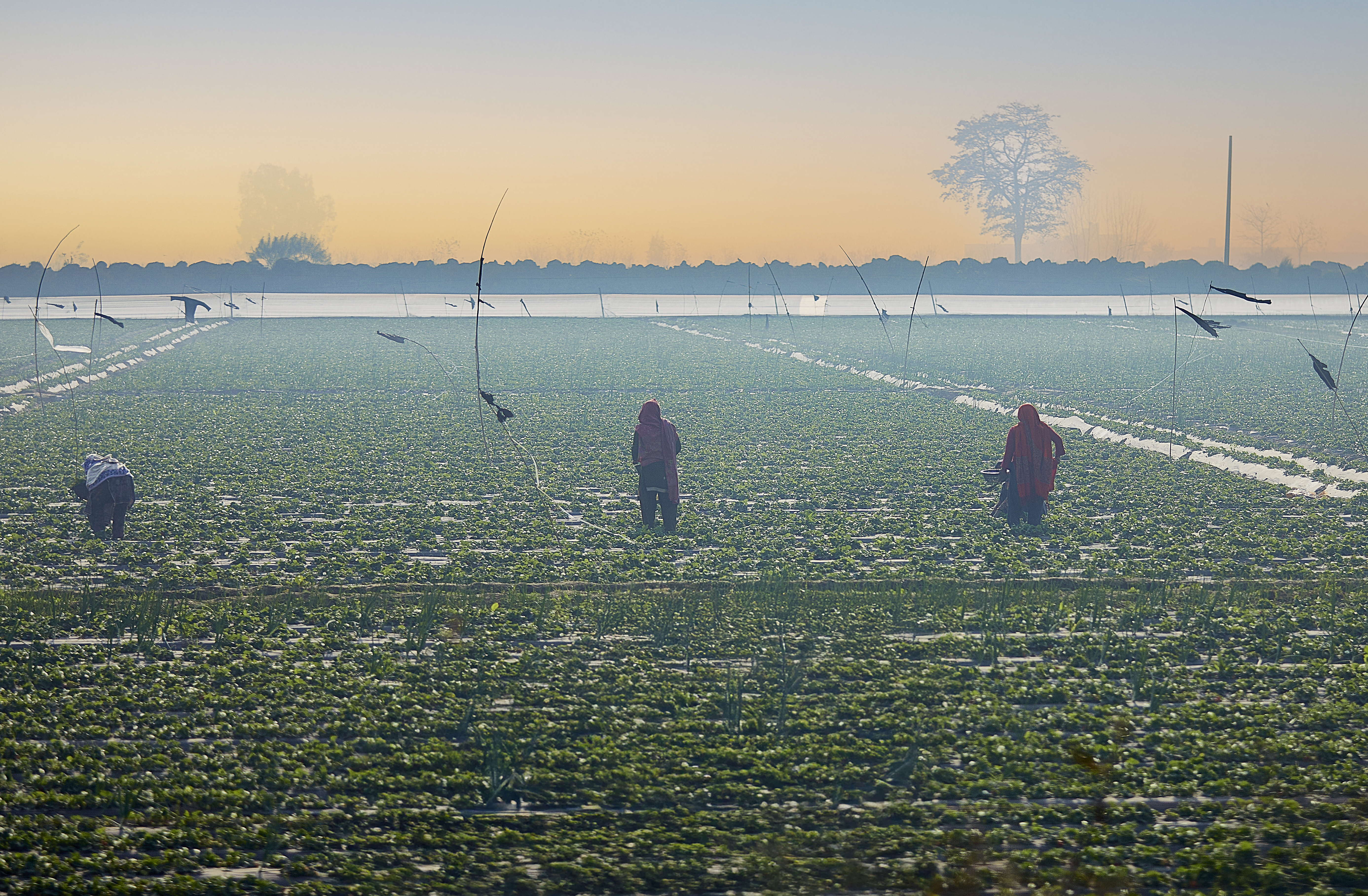 A field