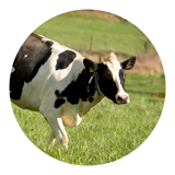 Healthy and happy cows
