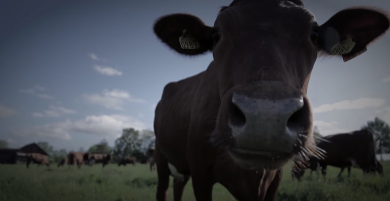 Taking care of our cows