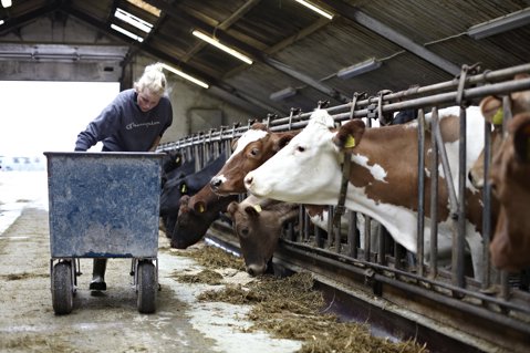 Una leche de calidad requiere una buena alimentación