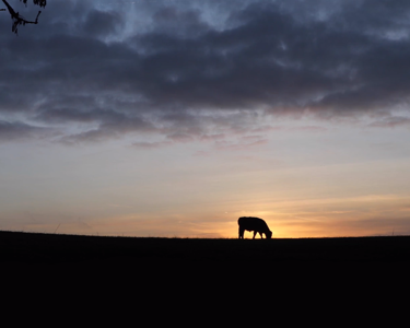 It's time to define the future of dairy