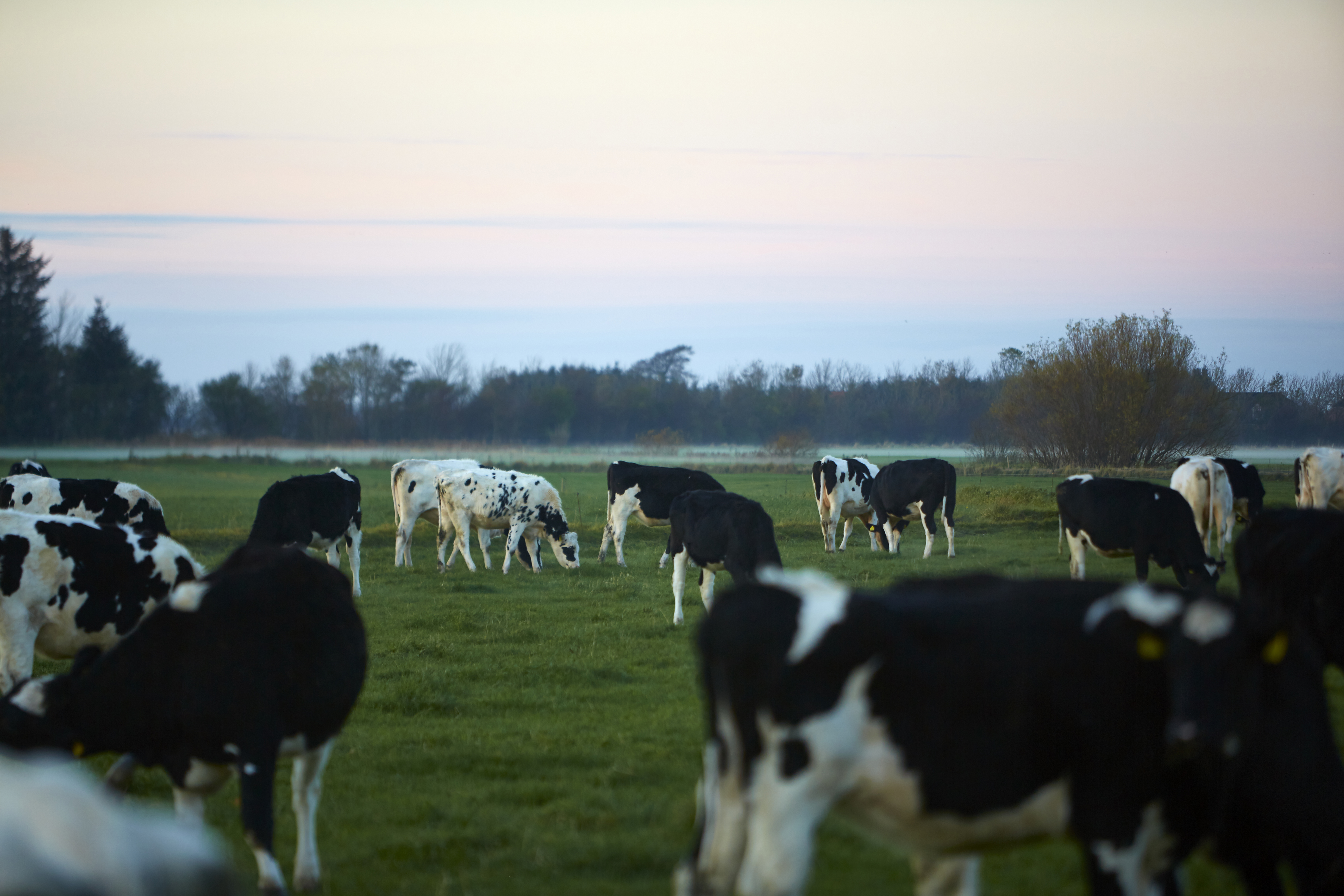 The future of dairy