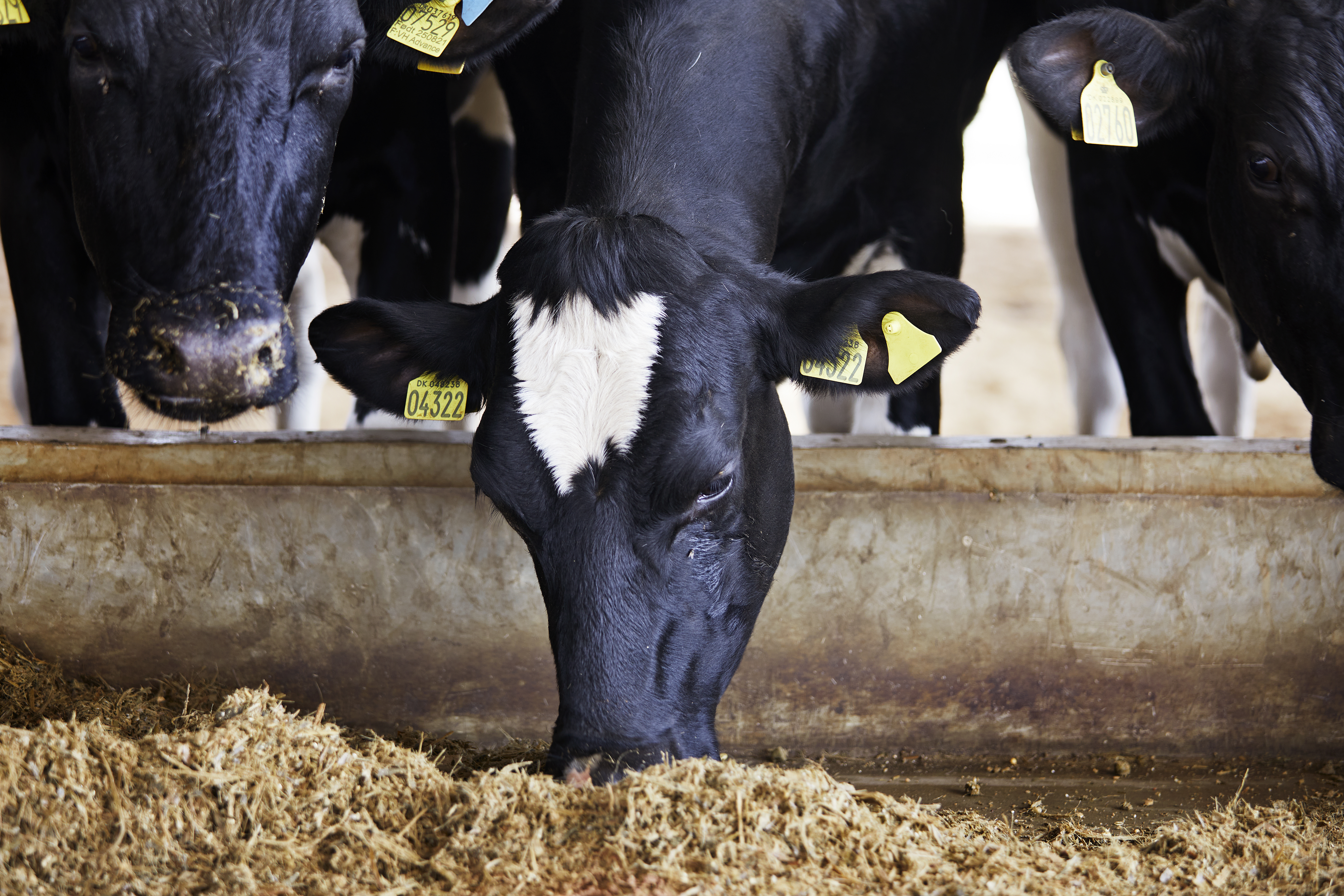Arla Dairy Development Newsletter - Issue #6