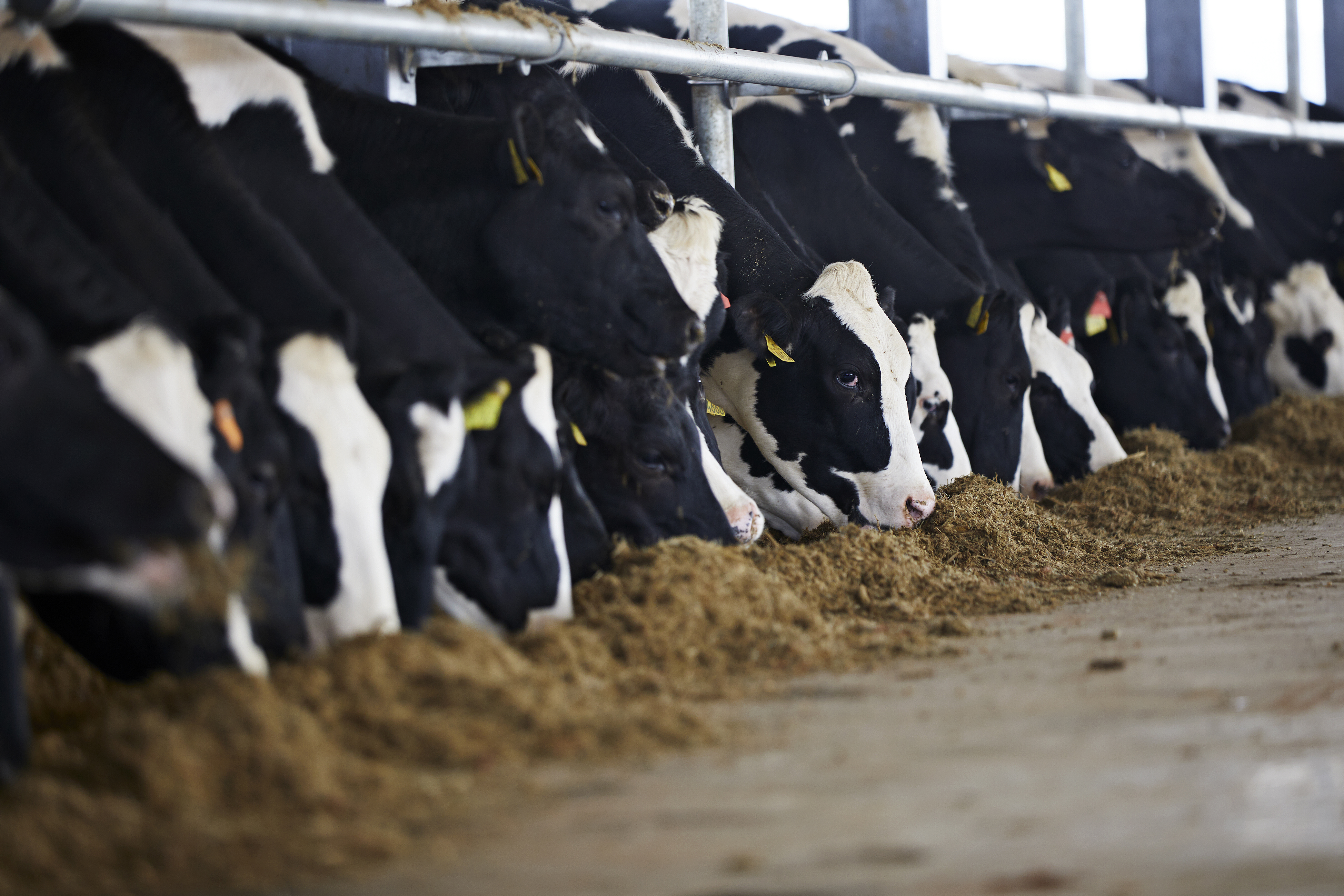 Arla Dairy Development Newsletter - Issue #7