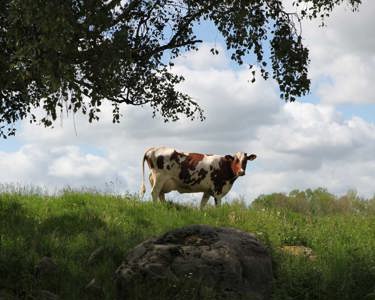 Arla Locations in North America