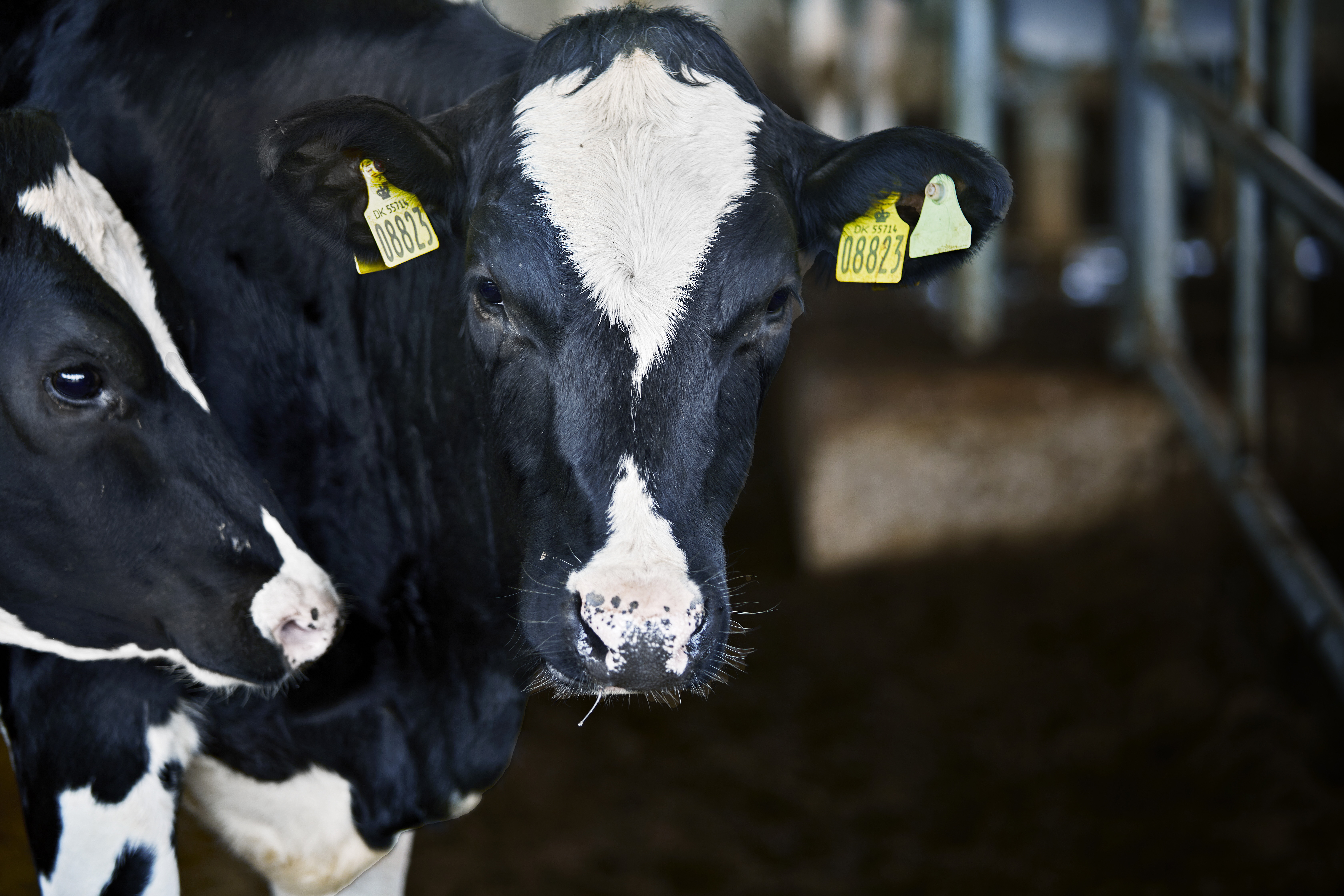 Arla Dairy Development Newsletter - Issue #8